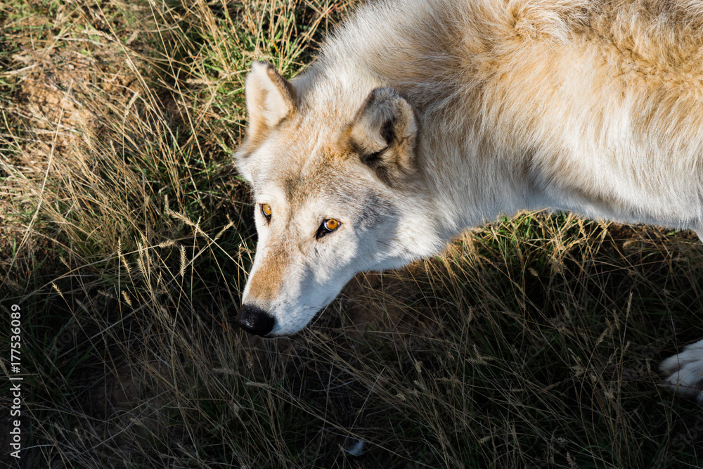 A Tundra Wolf Staring at Photographer A Tundra Wolf Staring at Photographer