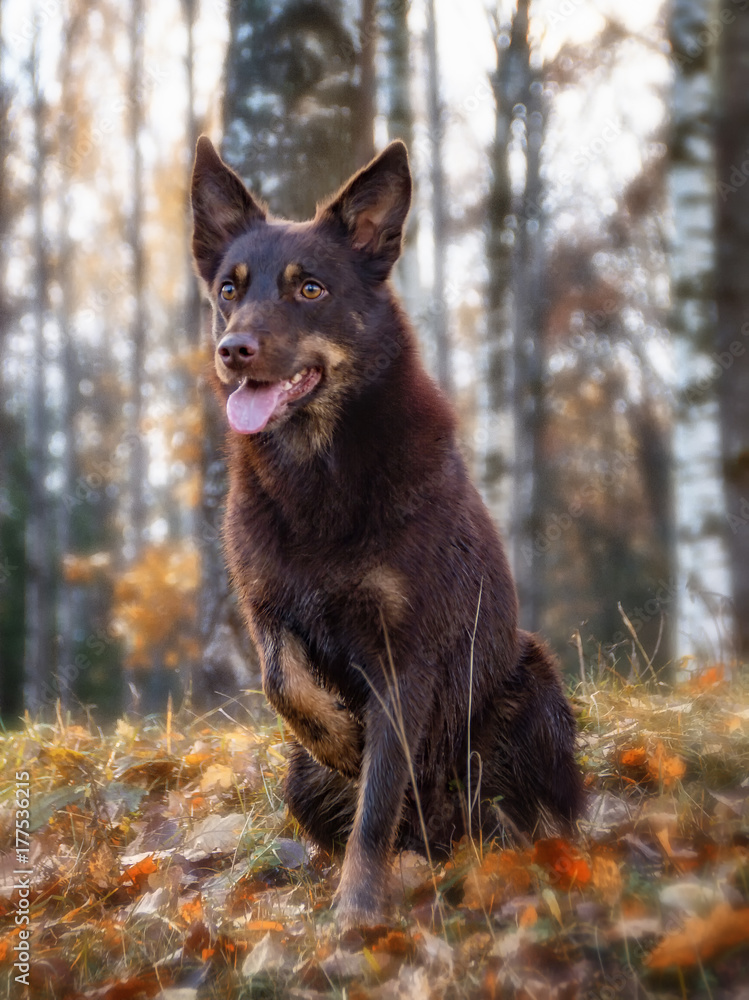 Australian kelpie on autumn background in a forest sitting on leaves. Selective focus. Australian kelpie on autumn background in a forest sitting on leaves. Selective focus.