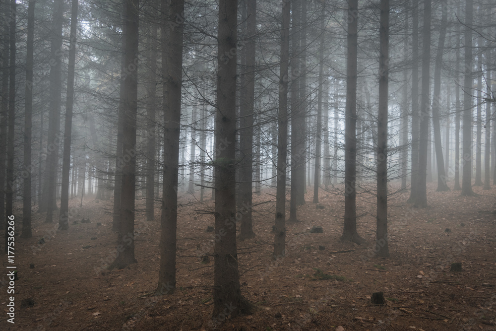 Obraz premium Scary misty and magical coniferous forest