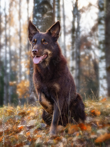 Fotografie Australian kelpie on autumn background in a forest sitting on leaves