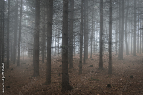 Scary misty and magical coniferous forest