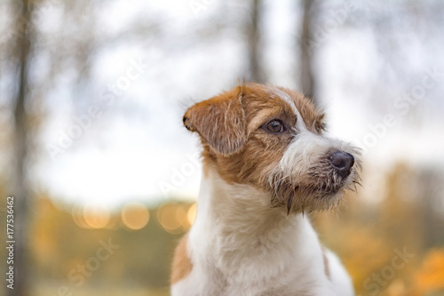 Portrait of a dog head. Puppy jack russell terrier. Blurred background, selective focus.