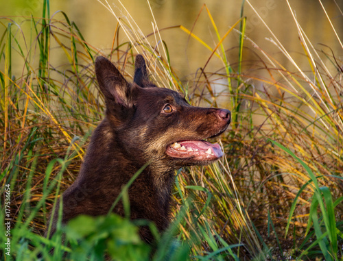Εκτύπωση καμβά Australian kelpie on autumn background in a grass sitting