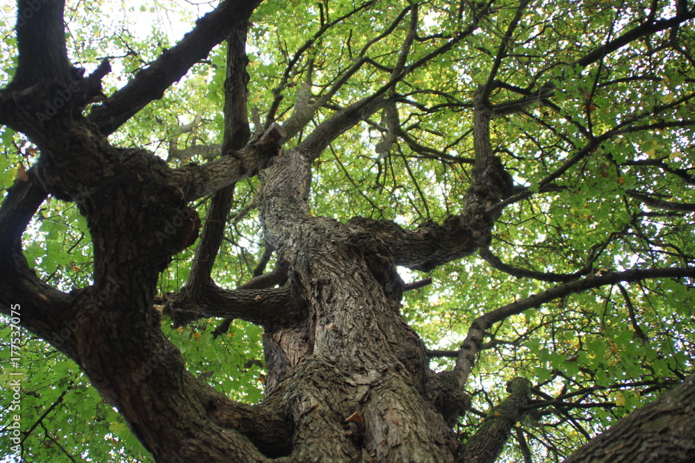 Knorriger Baum Knorriger Baum