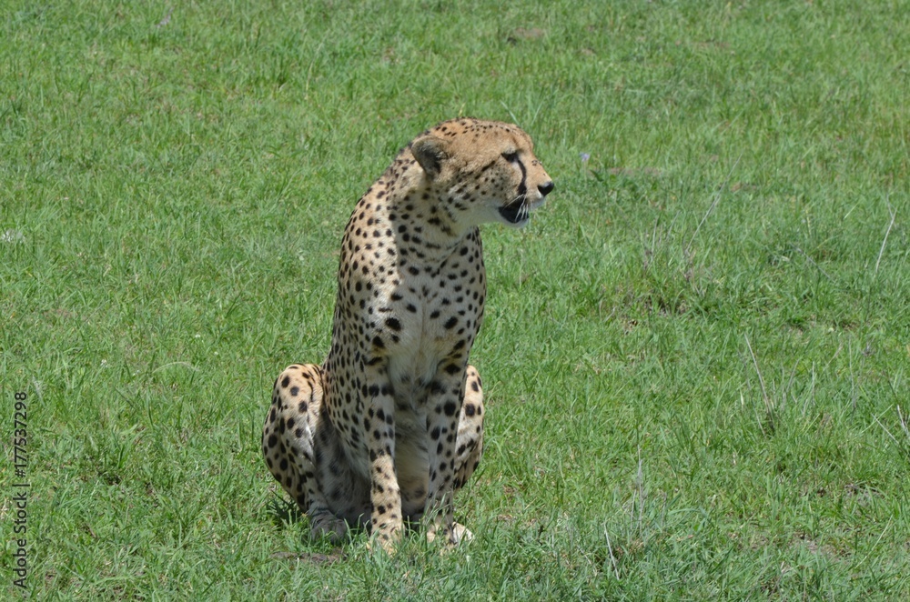 Guépard à la saison des pluies, dans la savane verte du Parc Masaï Mara, au Kenya Guépard à la saison des pluies, dans la savane verte du Parc Masaï Mara, au Kenya
