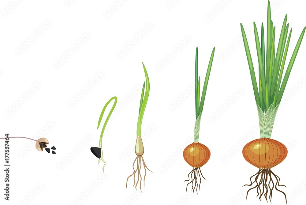 Onion growth stages. Bulb of onion grows from seed Stock Vector Adobe