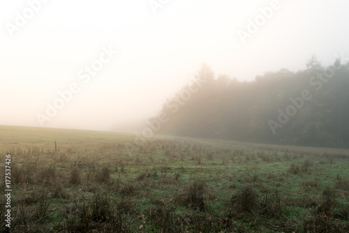 Morning fog over the meadow and forest edge