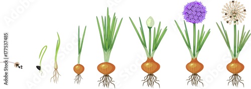 Life cycle of onion. Onion growth stages from seeding to flowering and fruit-bearing plant