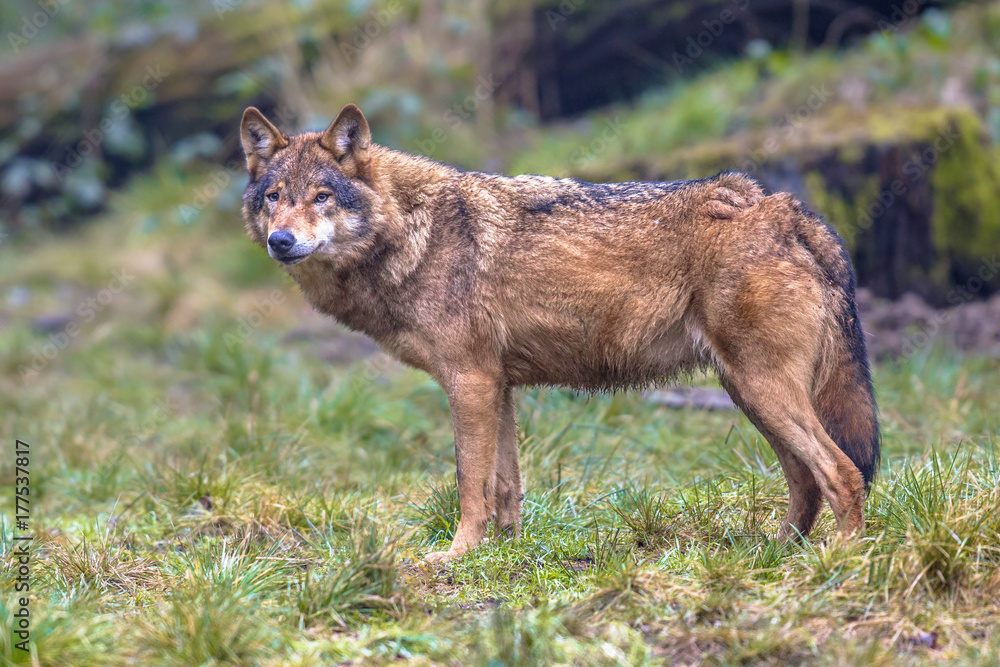 Fototapeta premium Wolf sideview in a forest