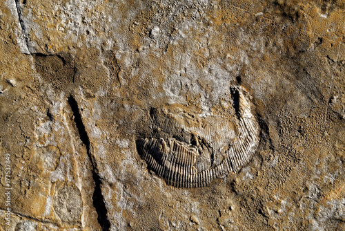 Trilobite in Praia Jurassica photo