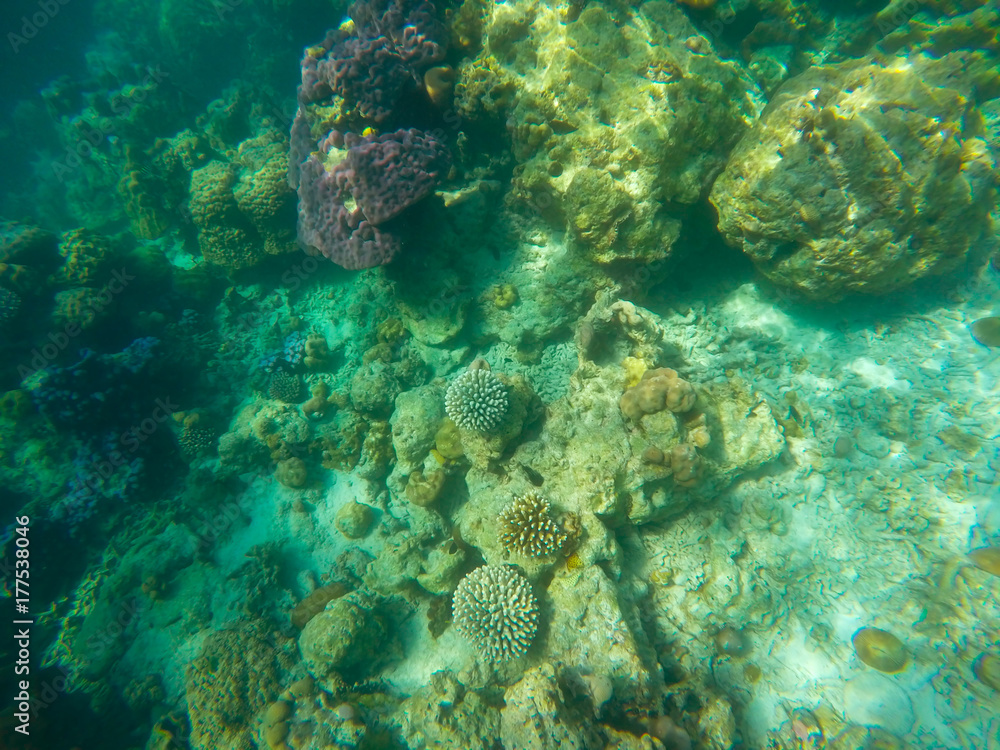 Fototapeta premium The abundant of shallow coral reefs in the Southern of Thailand, where is home to many small colorful fishes and marine animals.