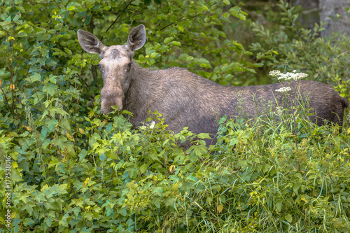 Female moose or elk looking in camera