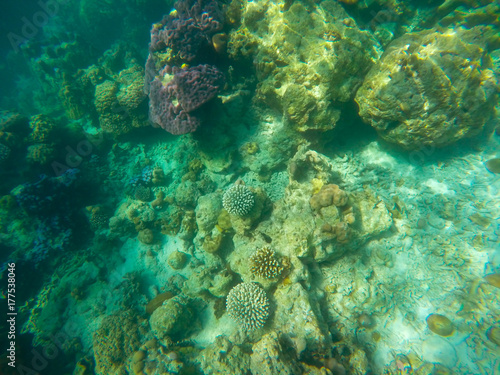 The abundant of shallow coral reefs in the Southern of Thailand, where is home to many small colorful fishes and marine animals.