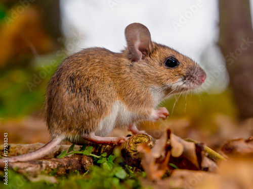 yellow necked mouse sideview