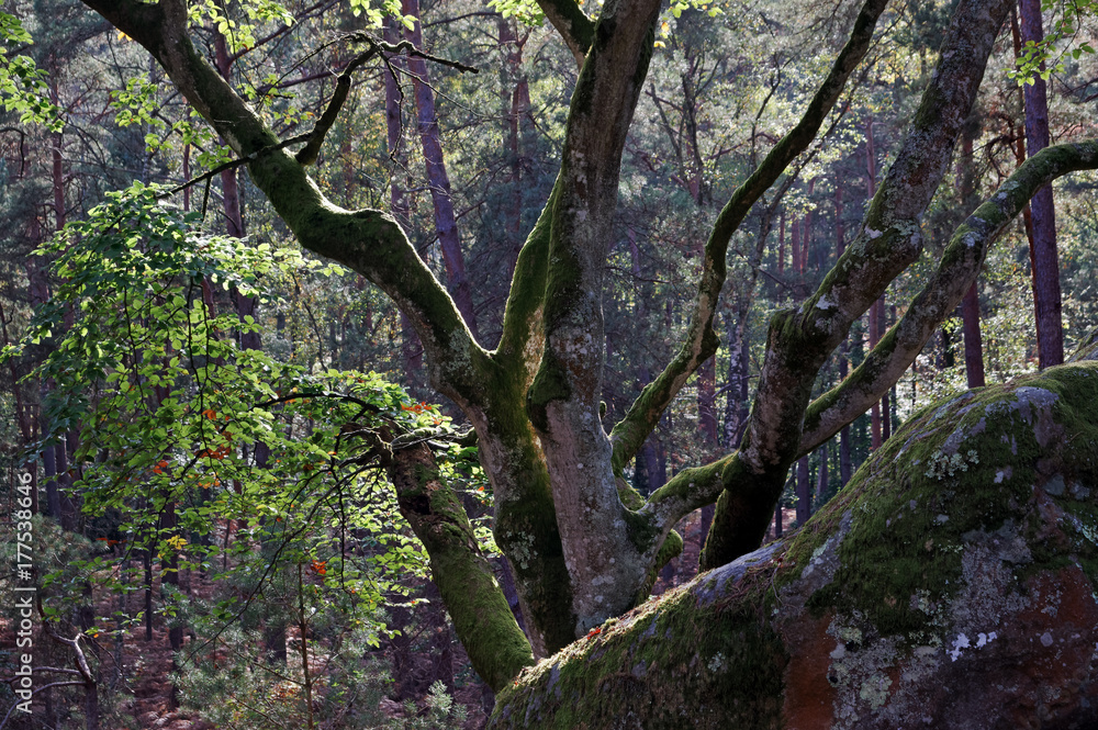 Fototapeta premium arbre remarquable et rocher canon en forêt de Fontainebleau