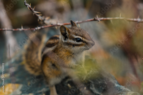 Least Chipmunk - Adorable Close Up © Kerry Hargrove