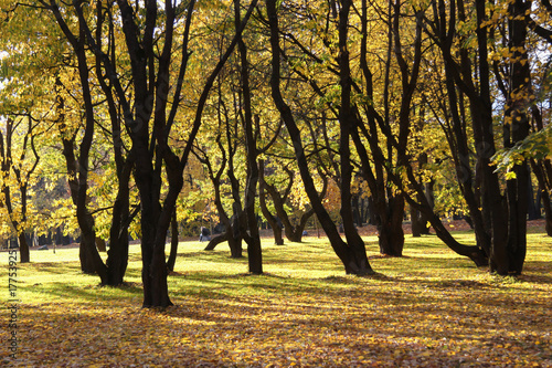 The forest in autumn