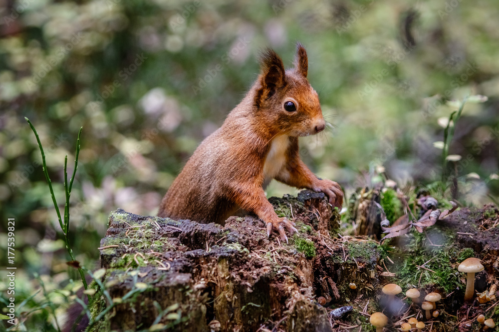 Fototapeta premium Curious red squirrel on top of a tree trunk covered with a few autumn mushrooms.The squirrel has been captured in the beautiful place Hinterzarten in the middle of the black forest.