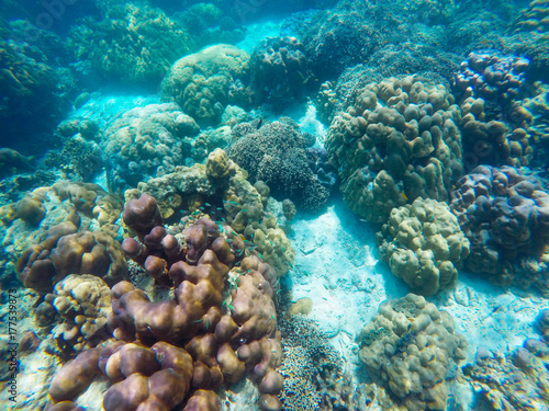 The abundant of shallow coral reefs in the Southern of Thailand  where is home to many small colorful fishes and marine animals.