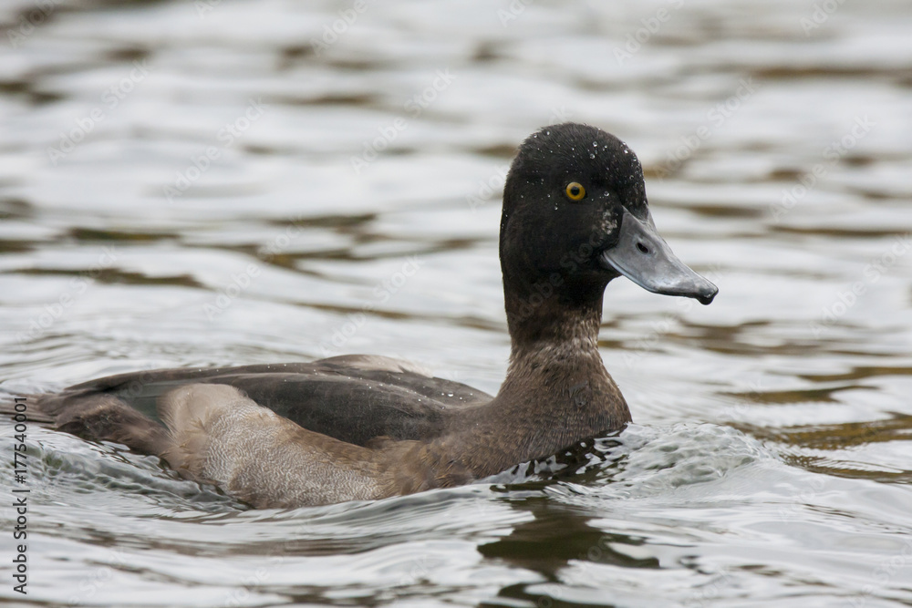 Tufted duck female swimming on pond. Cute brown diving waterbird. Bird in wildlife. Tufted duck female swimming on pond. Cute brown diving waterbird. Bird in wildlife.