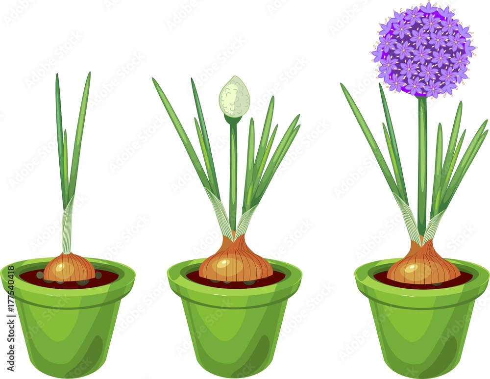 Fototapeta premium Growing green onions in pot