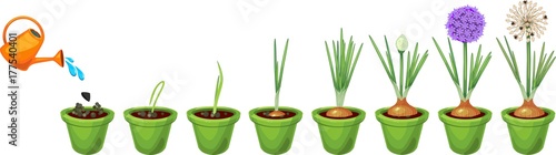 Onion growth stages from seeding to flowering and fruit-bearing plant. Growing green onions in pot