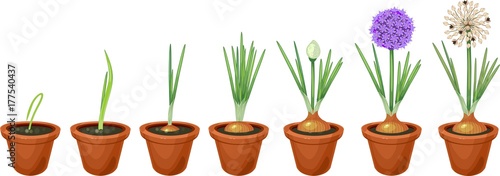 Onion growth stages. Growing green onions in pot