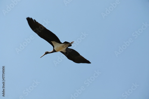 black stork