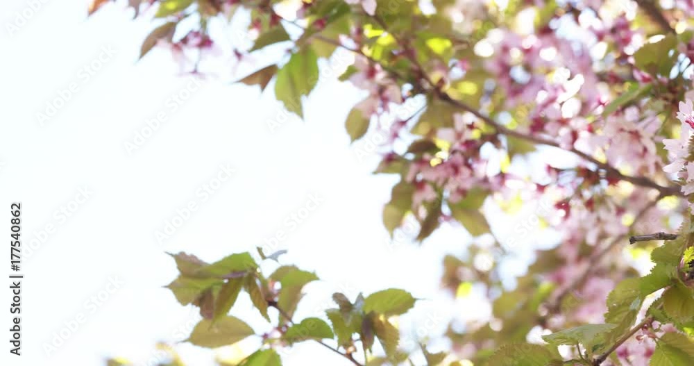 Slow motion pan of blossoming sakura flowers in spring Slow motion pan of blossoming sakura flowers in spring