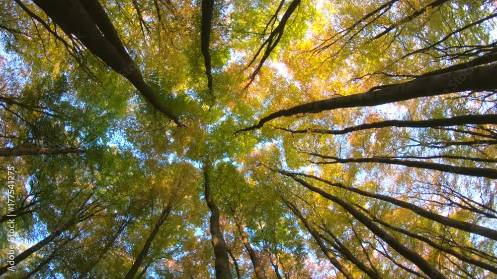Laubwald mit Herbstfärbung, bunte Blätter, Rotation, Drehung, indian summer, Wald,
