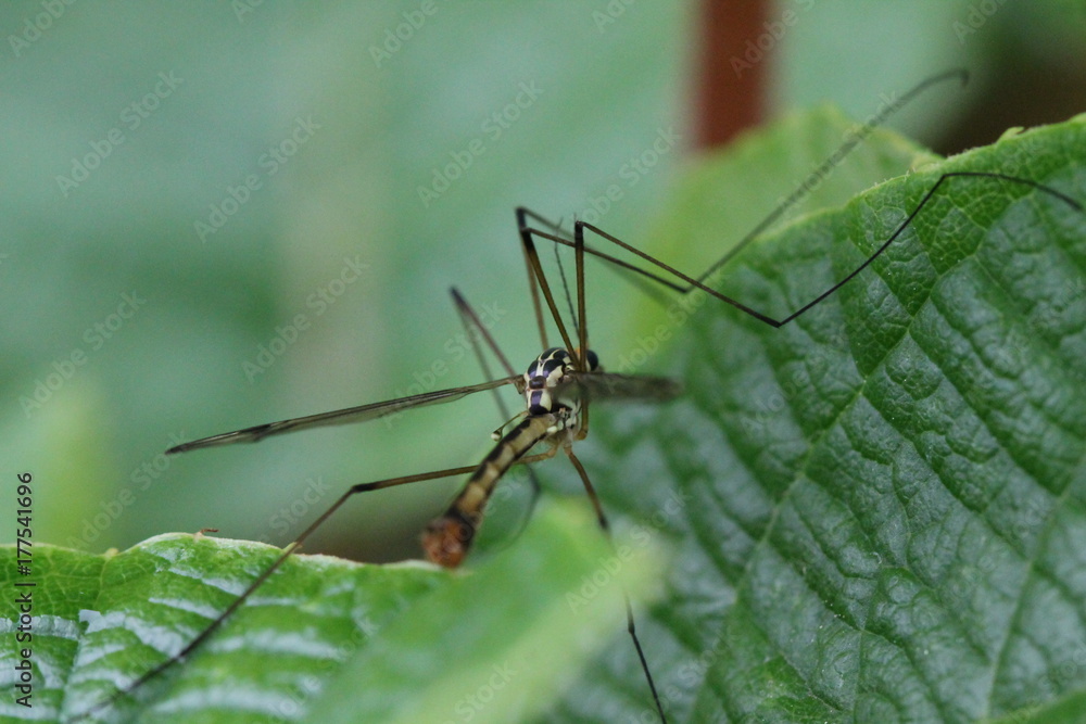 Fototapeta premium insect