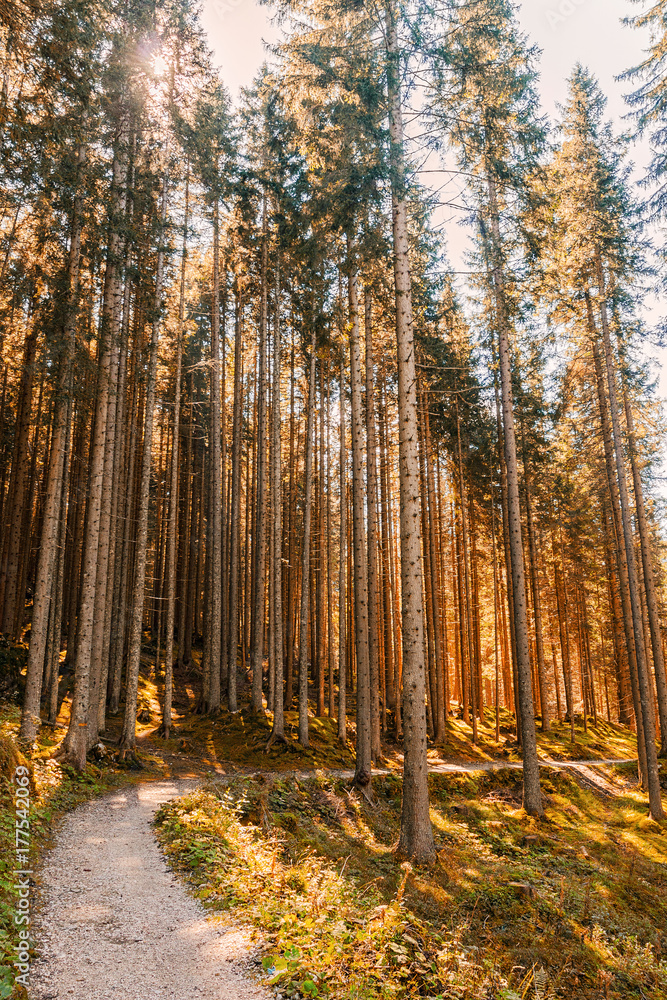 Obraz premium Dentro la foresta