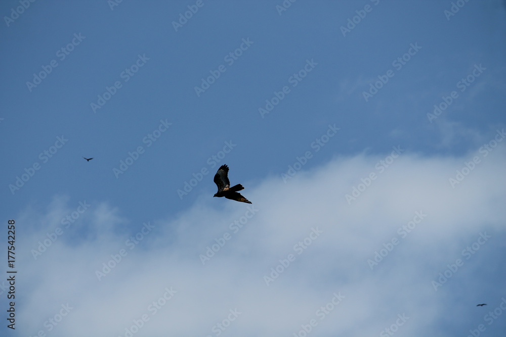 honey buzzard honey buzzard
