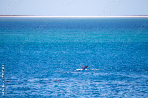 A humpback whale dives in the Kimberley.
