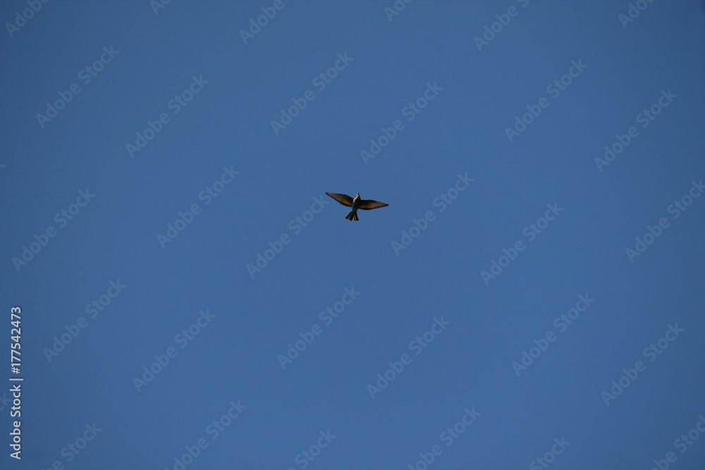 bee eater bee eater