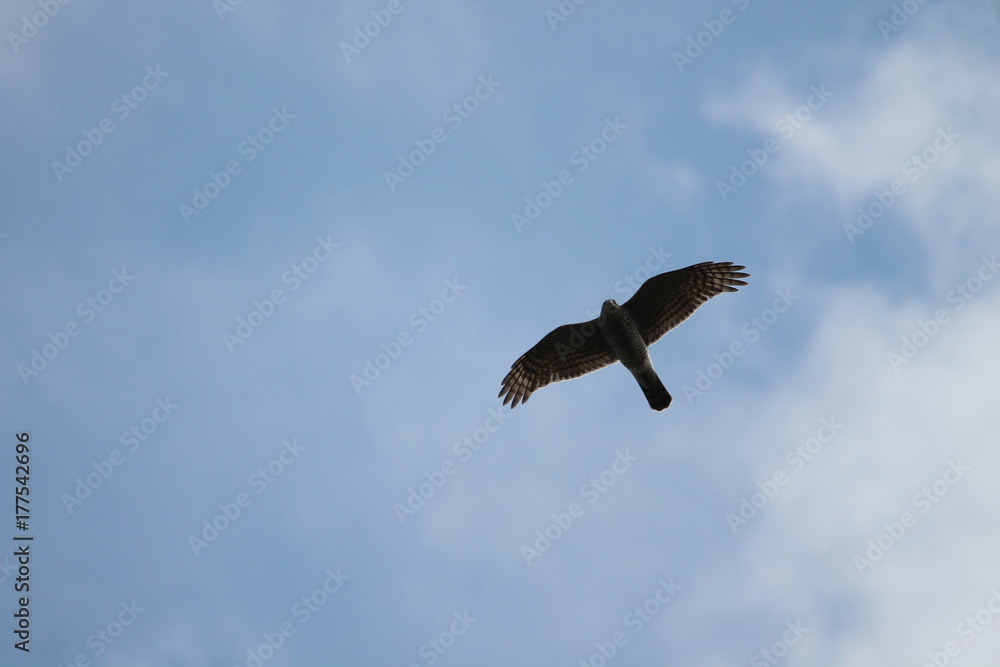 honey buzzard