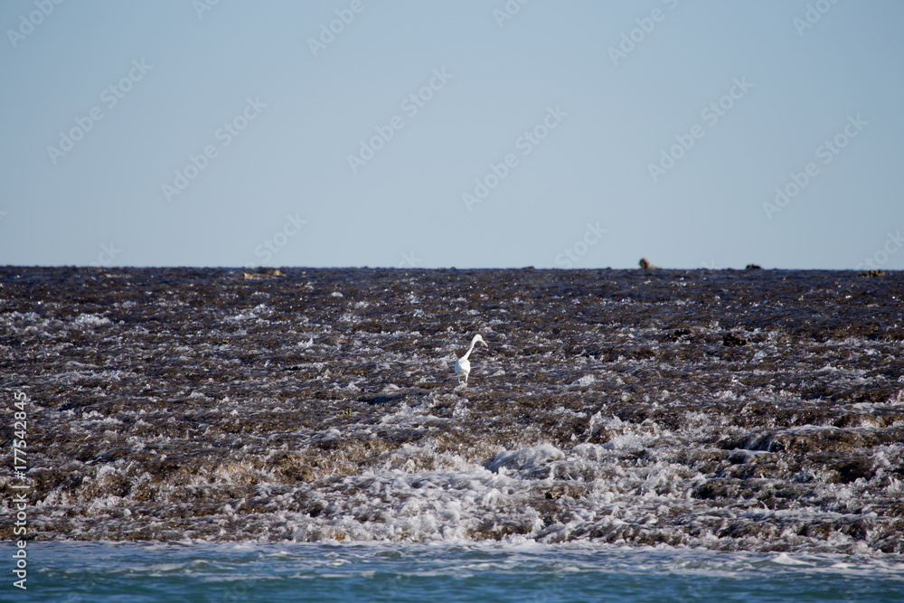 Fototapeta premium Montgomery Reef, one of the natural wonders of the world. Rising 4 meters above the sea on a low tide.