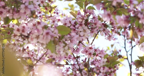 Slow motion pan of blossoming sakura flowers in spring photo