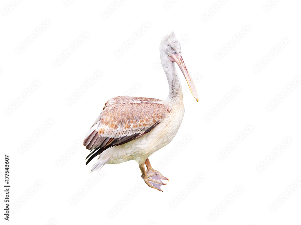 Obraz premium Pelecanus crispus isolated on the white background. Dalmatian pelican is a massive member of the pelican family, and the world's largest freshwater bird. Rare protected bird species