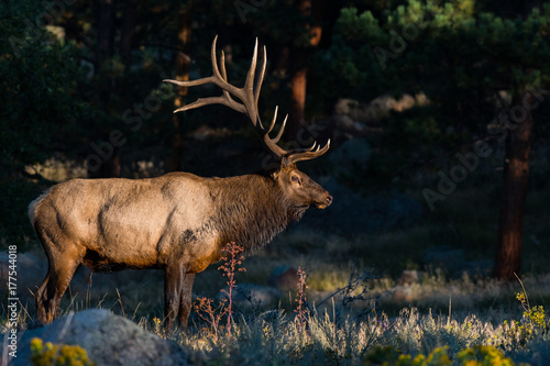 Male Bull Elk During the Autumn Rut in Colorado - Rocky Mountain National Park