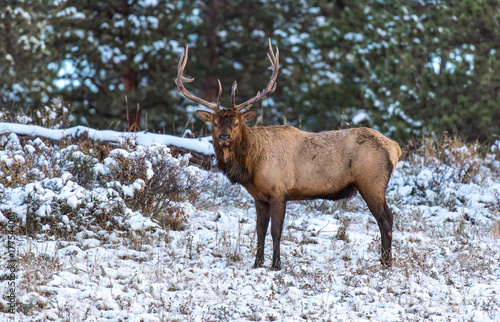Male Bull Elk During the Autumn Rut in Colorado - Rocky Mountain National Park