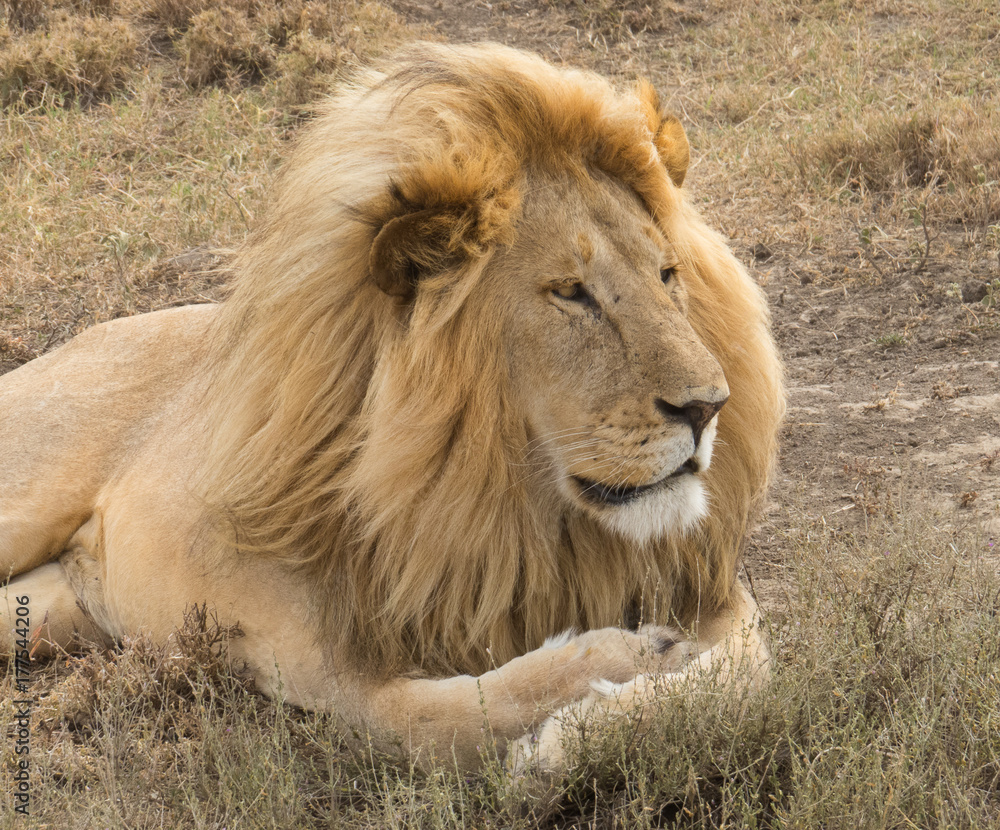 Close up of a male lion in a morning sun