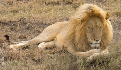 A lion dozing in mornig sun