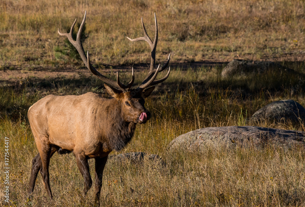 Male Bull Elk During the Autumn Rut in Colorado - Rocky Mountain National Park Male Bull Elk During the Autumn Rut in Colorado - Rocky Mountain National Park