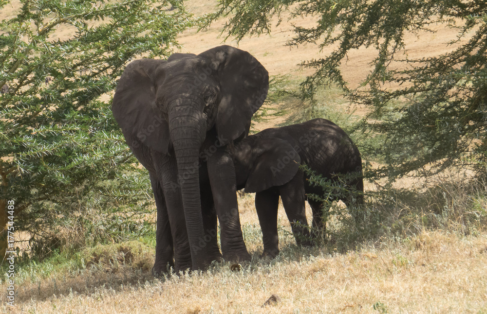 Mother Elephant foraging and her suckling babay