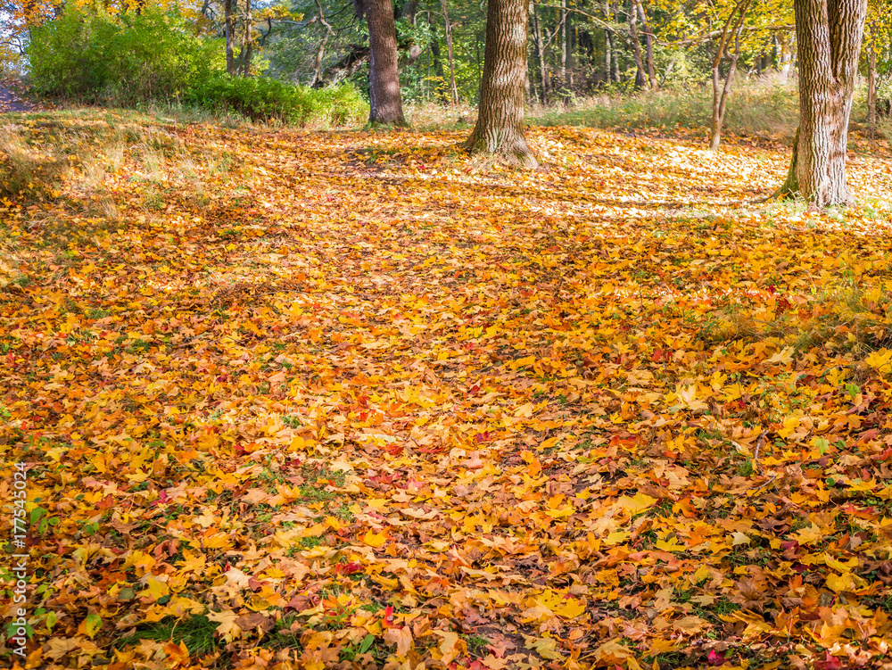 Beautiful park with colorful leafs on ground, autumn landscape. Beautiful park with colorful leafs on ground, autumn landscape.