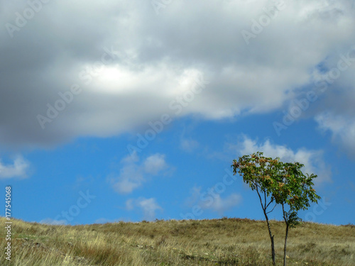 Landscape. Tree in the field under the cloudy sky.