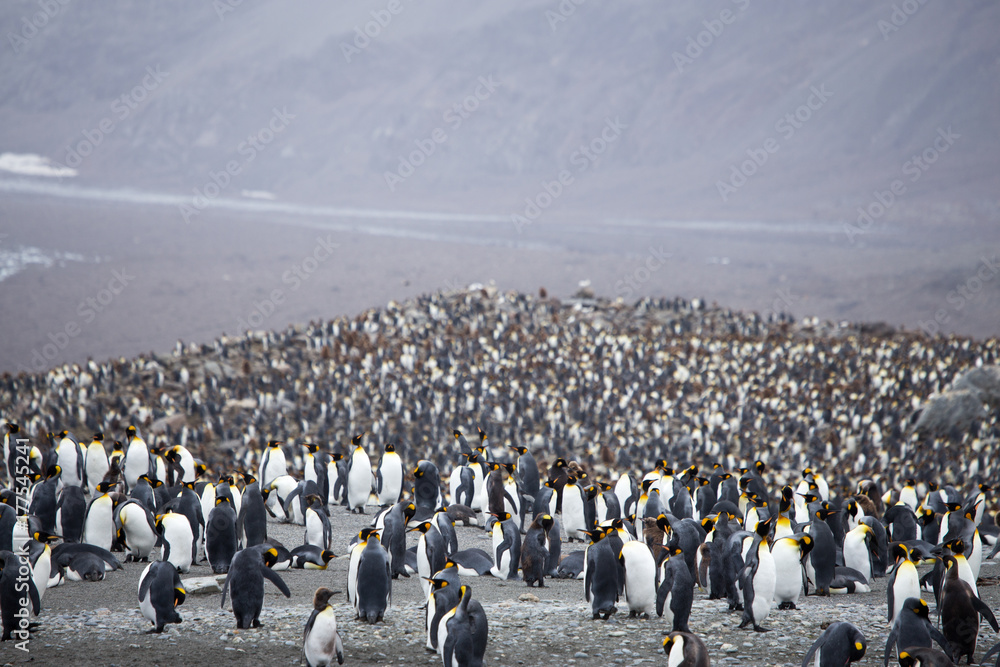 Obraz premium King Penguins at the worlds largest King Penguin colony at Salisbury Plain, South Georgia