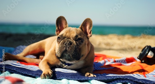 Fototapeta Naklejka Na Ścianę i Meble -  Happy French bulldog on the sea beach
