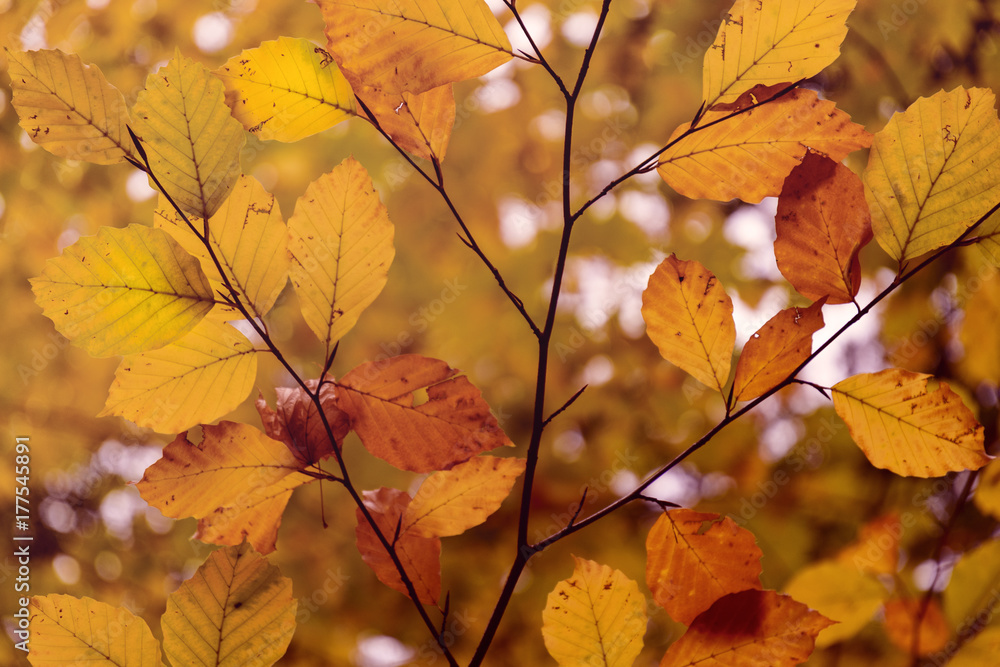 Herbstlaub, Hintergrund Herbstlaub, Hintergrund